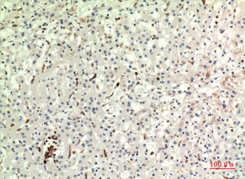 CD74 rabbit pAb Antibody