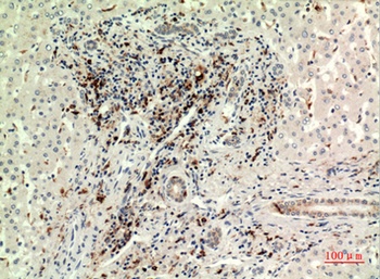 CD74 rabbit pAb Antibody