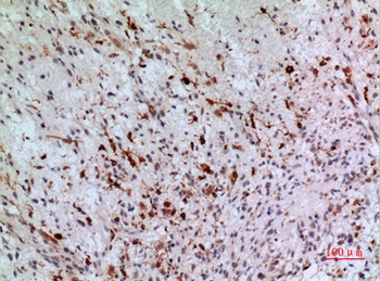 CD74 rabbit pAb Antibody