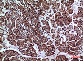 LIR-7 rabbit pAb Antibody