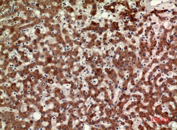 CD110 rabbit pAb Antibody