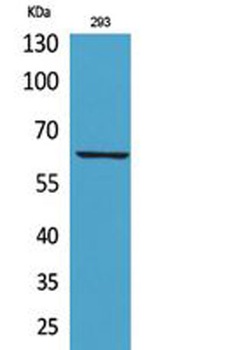 IL-18R rabbit pAb Antibody