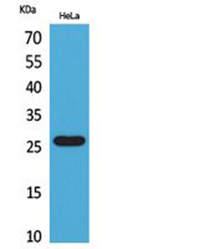 DCL-1 rabbit pAb Antibody
