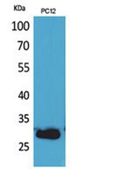 CD200 rabbit pAb Antibody