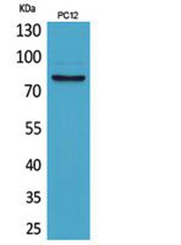 CD239 rabbit pAb Antibody
