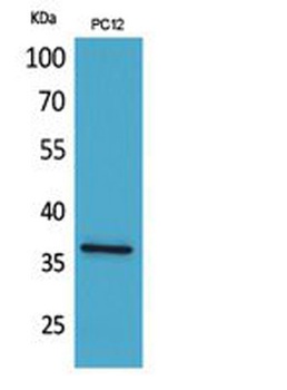 JAM-A rabbit pAb Antibody