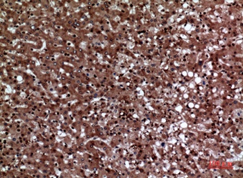 JAM-A rabbit pAb Antibody