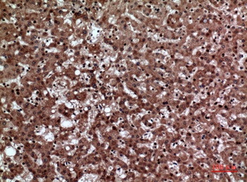 JAM-A rabbit pAb Antibody