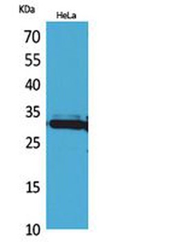 IL-33 rabbit pAb Antibody