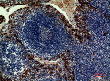IL-33 rabbit pAb Antibody