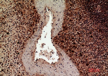 HLA-DQB1/2 rabbit pAb Antibody