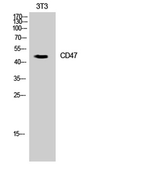 CD47 rabbit pAb Antibody