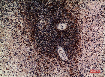 CD85c rabbit pAb Antibody