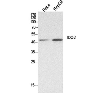 INDOL1 rabbit pAb Antibody