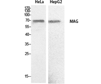 MAG rabbit pAb Antibody