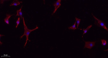 Glut4 rabbit pAb Antibody