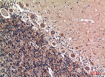 RSAD2 rabbit pAb Antibody