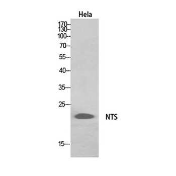 Neurotensin rabbit pAb Antibody