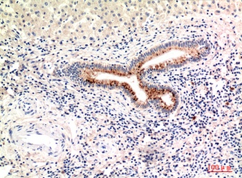 C4a/b rabbit pAb Antibody