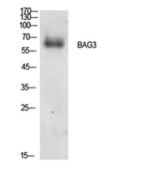 Bag-3 rabbit pAb Antibody