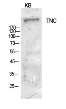 Tenascin-C rabbit pAb Antibody