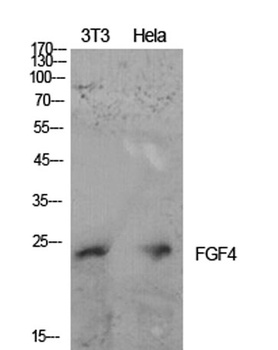 FGF-4 rabbit pAb Antibody