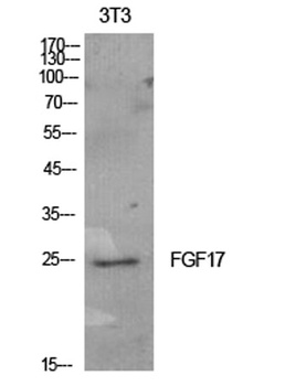 FGF-17 rabbit pAb Antibody
