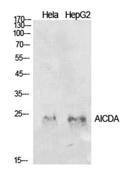 AID rabbit pAb Antibody