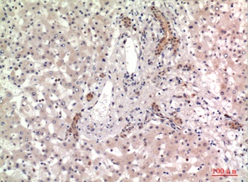 CD13 rabbit pAb Antibody