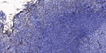 CD36 rabbit pAb Antibody