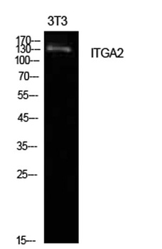 Integrin α2 rabbit pAb Antibody