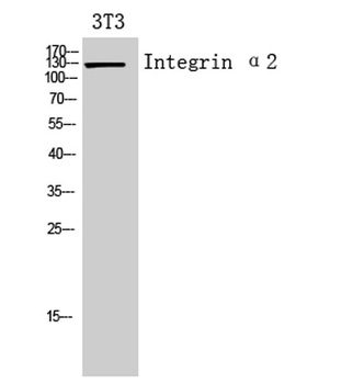 Integrin α2 rabbit pAb Antibody