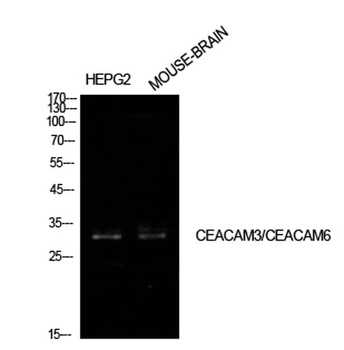 CD66c/d rabbit pAb Antibody