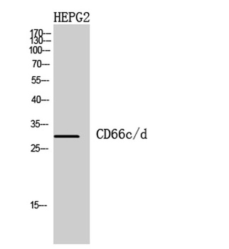 CD66c/d rabbit pAb Antibody
