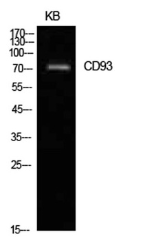 CD93 rabbit pAb Antibody