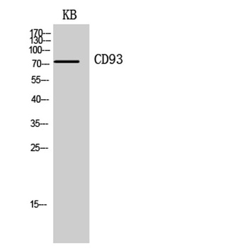 CD93 rabbit pAb Antibody