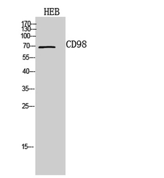 CD98 rabbit pAb Antibody