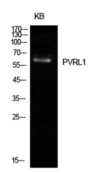 Nectin 1 rabbit pAb Antibody