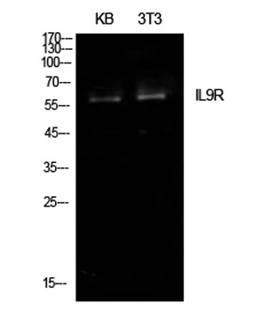 IL-9R rabbit pAb Antibody