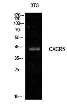 Blr1 rabbit pAb Antibody