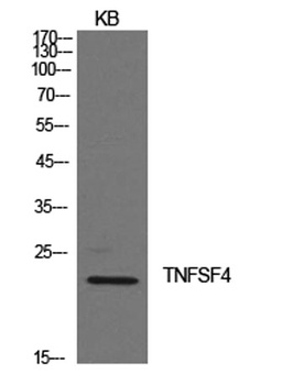 Ox40L rabbit pAb Antibody