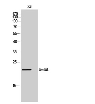 Ox40L rabbit pAb Antibody