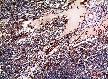 Ox40L rabbit pAb Antibody
