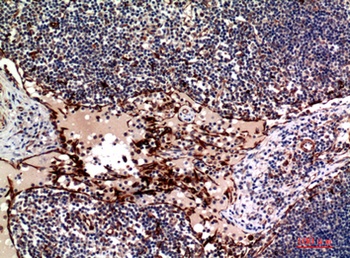 Ox40L rabbit pAb Antibody