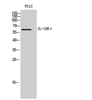 IL-10Rα rabbit pAb Antibody