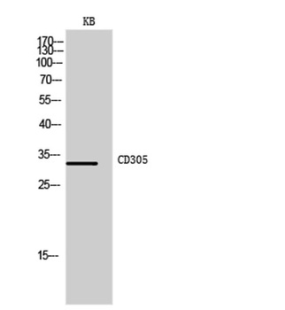 CD305 rabbit pAb Antibody