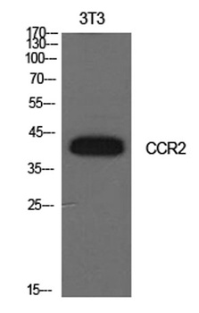 CD192 rabbit pAb Antibody