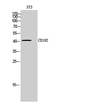 CD192 rabbit pAb Antibody