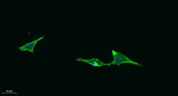 CD315 rabbit pAb Antibody