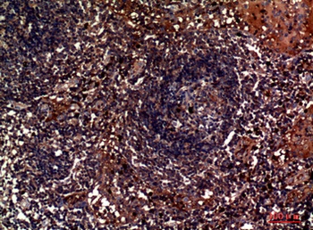 Lambda 5 rabbit pAb Antibody